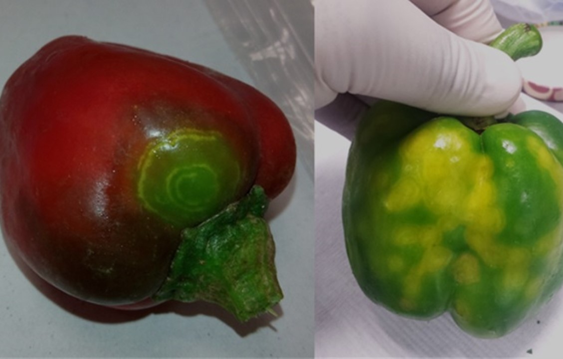 Virus en plantas: Amenazas emergentes para la seguridad alimentaria y la economía agrícola